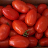 Paradajz novitet pridnjestrovlja